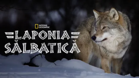 thumbnail - Laponia sălbatică