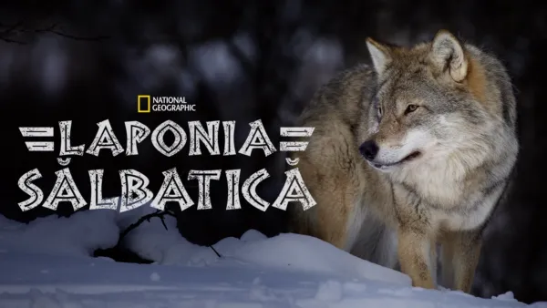 thumbnail - Laponia sălbatică