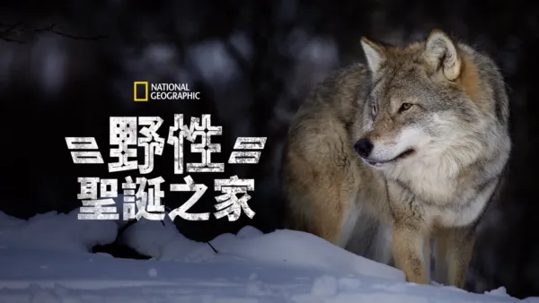 thumbnail - 野性聖誕之家