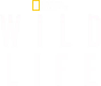 Wild Life