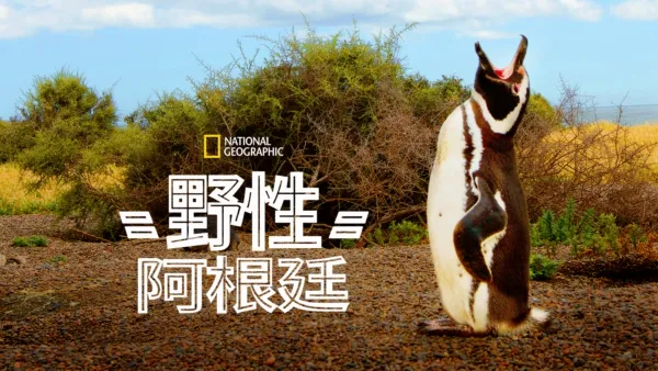 thumbnail - 野性阿根廷