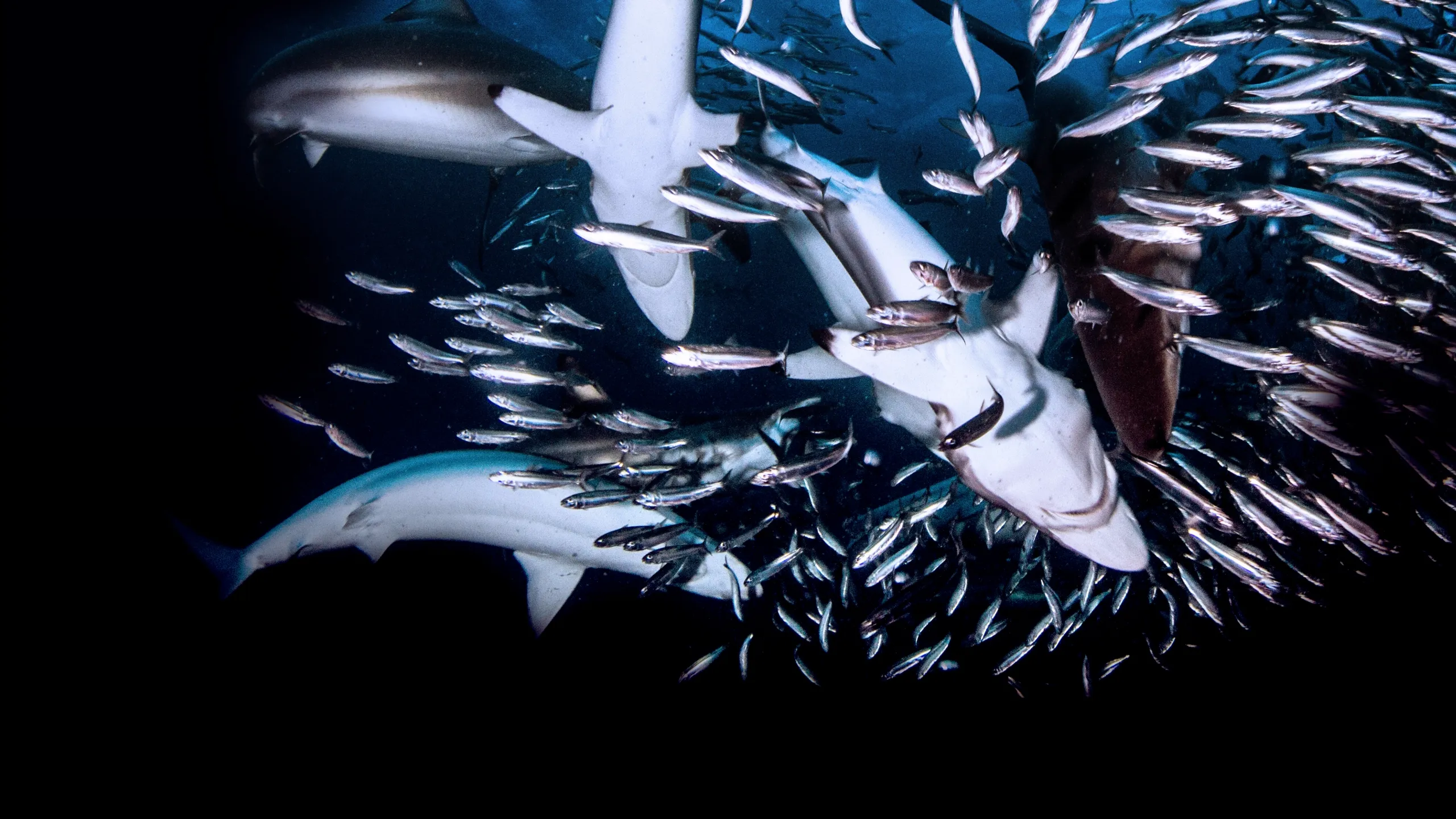 Great Shark Chow Down