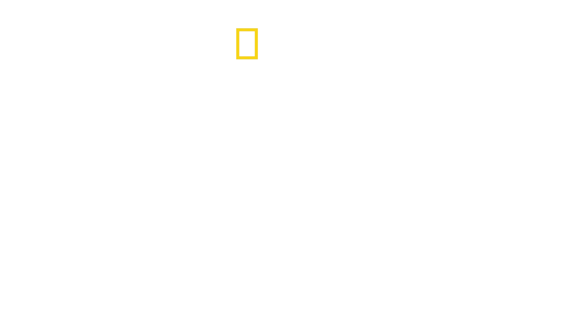 Un festin de requins