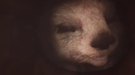 La meraviglia della vita: Cuccioli