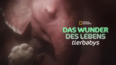 thumbnail - Das Wunder des Lebens: Tierbabys