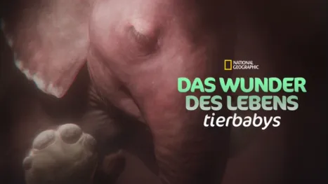 thumbnail - Das Wunder des Lebens: Tierbabys