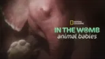 thumbnail - In The Womb: Animal Babies