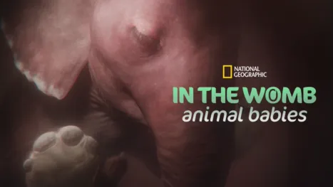 thumbnail - In The Womb: Animal Babies