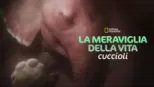 thumbnail - La meraviglia della vita: Cuccioli