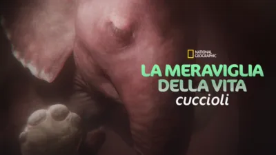 thumbnail - La meraviglia della vita: Cuccioli