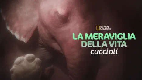 thumbnail - La meraviglia della vita: Cuccioli