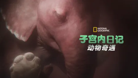 thumbnail - 子宫内日记：动物奇遇