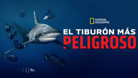 thumbnail - El tiburón más peligroso