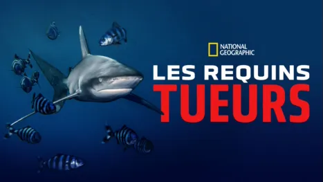 thumbnail - Les requins tueurs