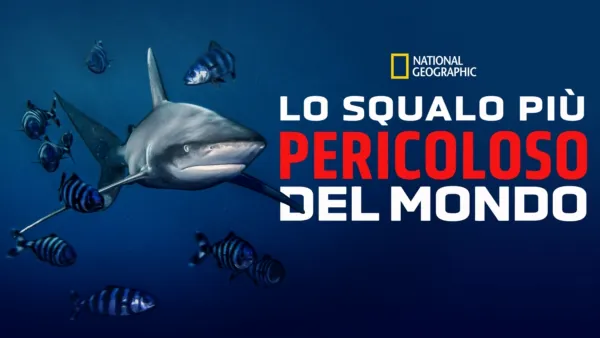 thumbnail - Lo squalo più pericoloso del mondo