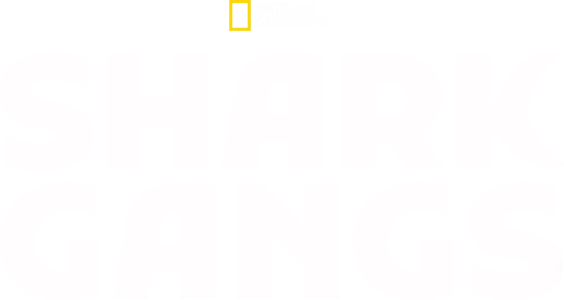 Shark Gangs