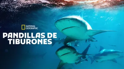 Pandillas de tiburones