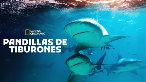thumbnail - Pandillas de tiburones