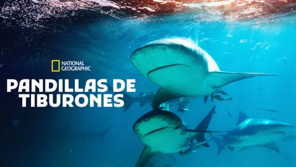 thumbnail - Pandillas de tiburones