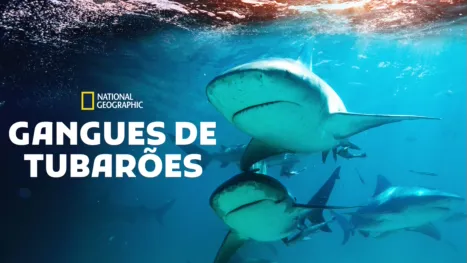 thumbnail - Gangues de Tubarões