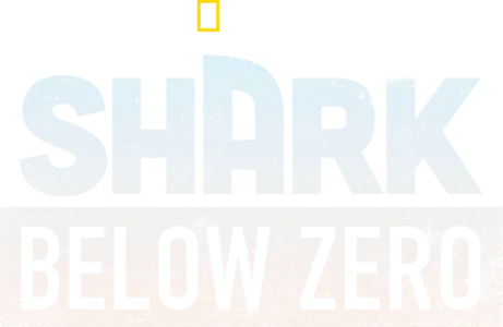Shark Below Zero