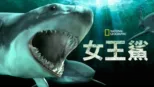 thumbnail - 女王鯊