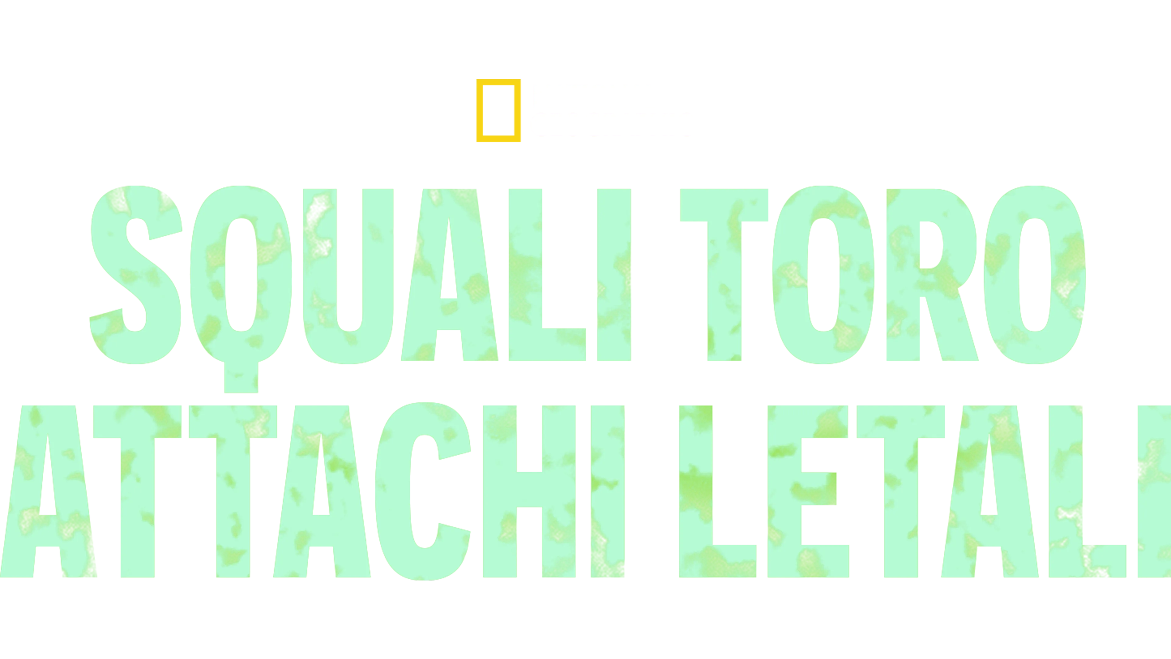 Squali toro: attachi letali