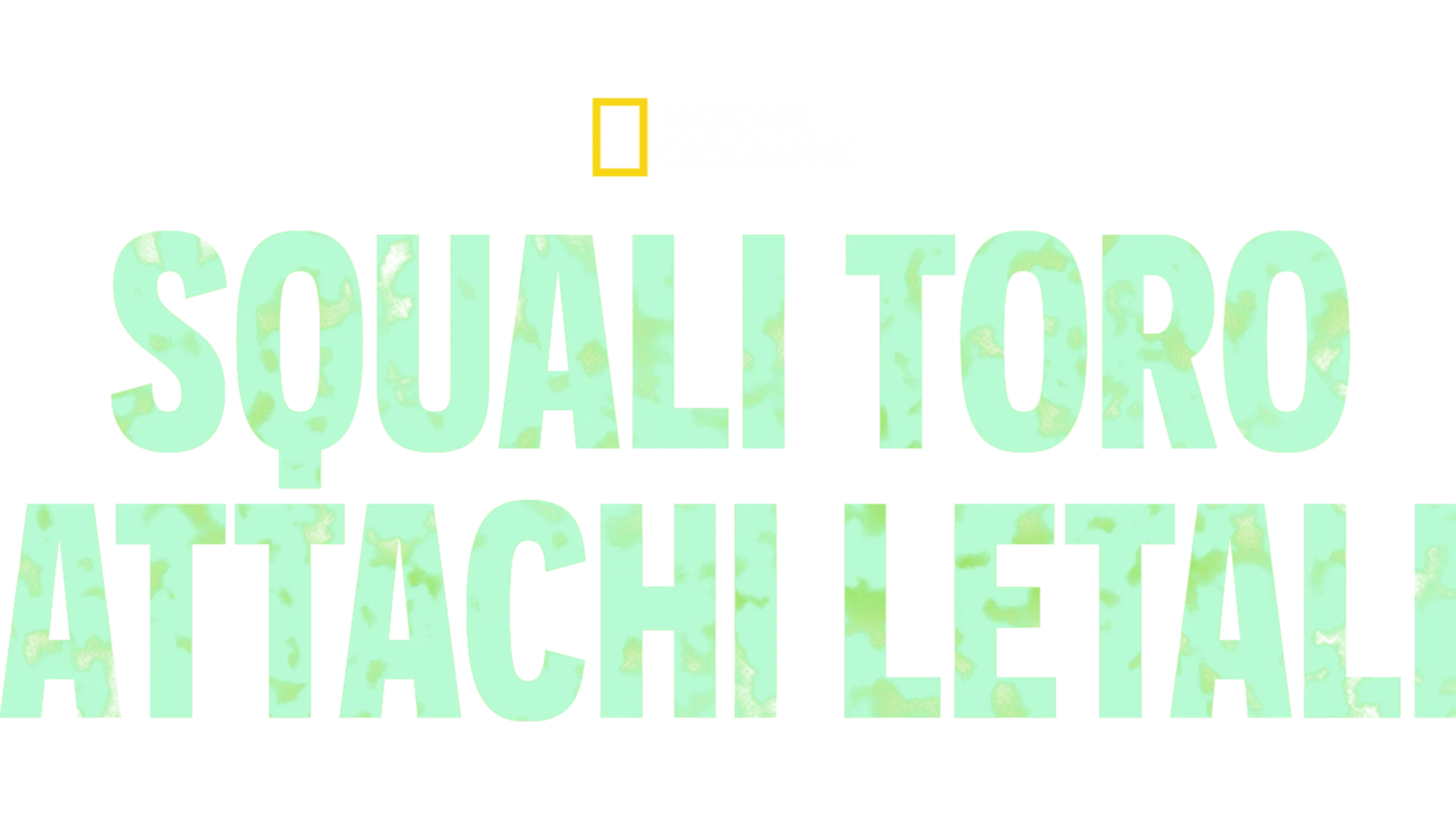 Squali toro: attachi letali