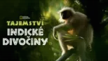 thumbnail - Tajemství indické divočiny
