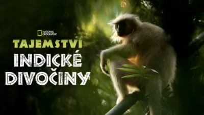 Tajemství indické divočiny