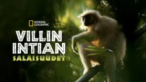 thumbnail - Villin Intian salaisuudet