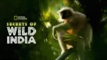 thumbnail - Secrets of Wild India
