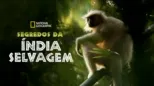 thumbnail - Segredos da Índia Selvagem