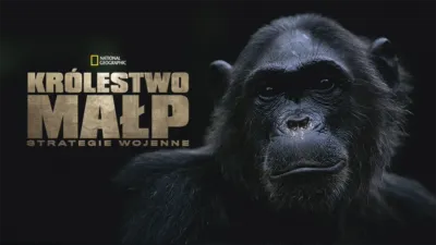 Królestwo małp: strategie wojenne