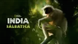 thumbnail - India sălbatică