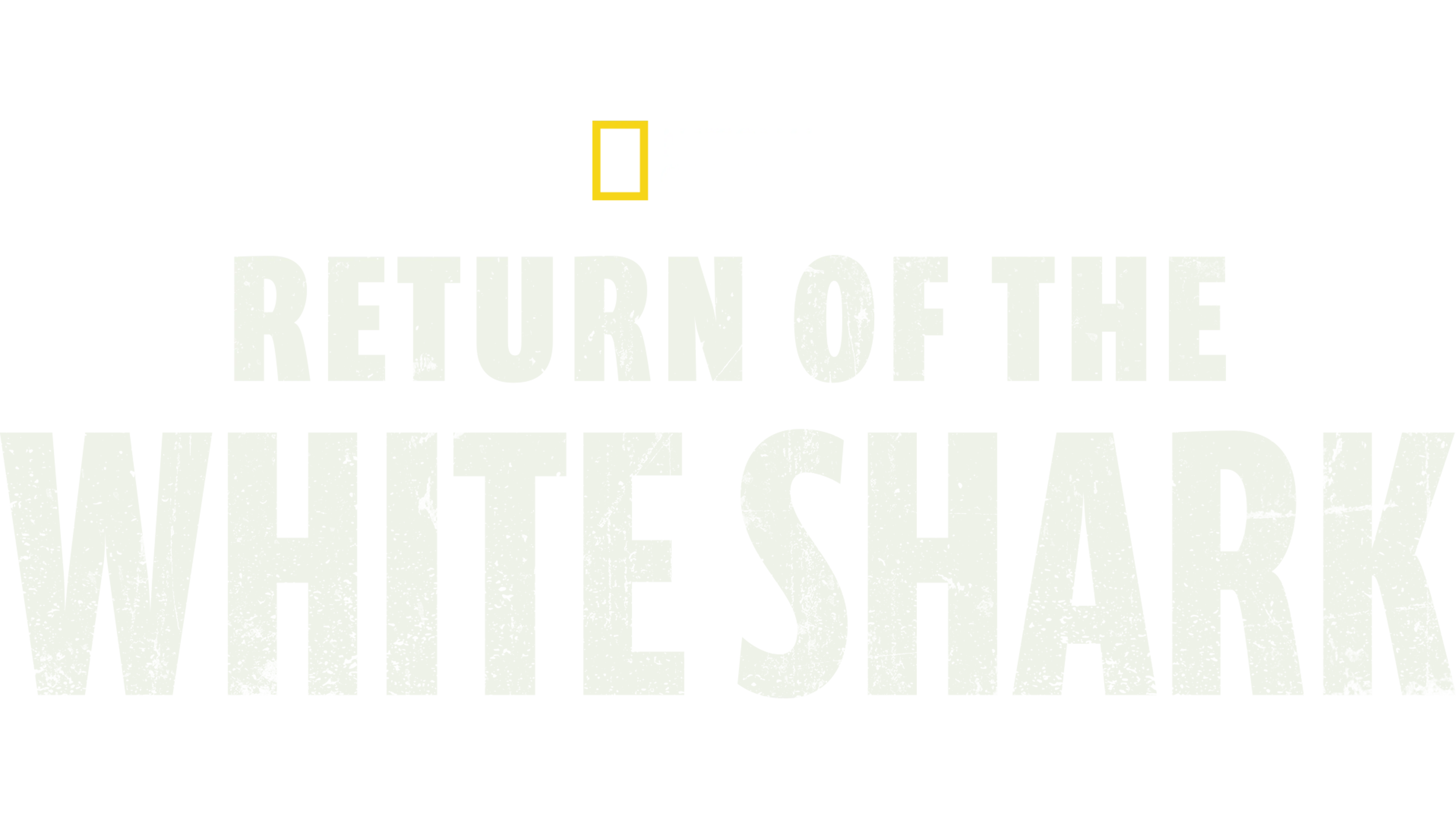 Return of the White Shark