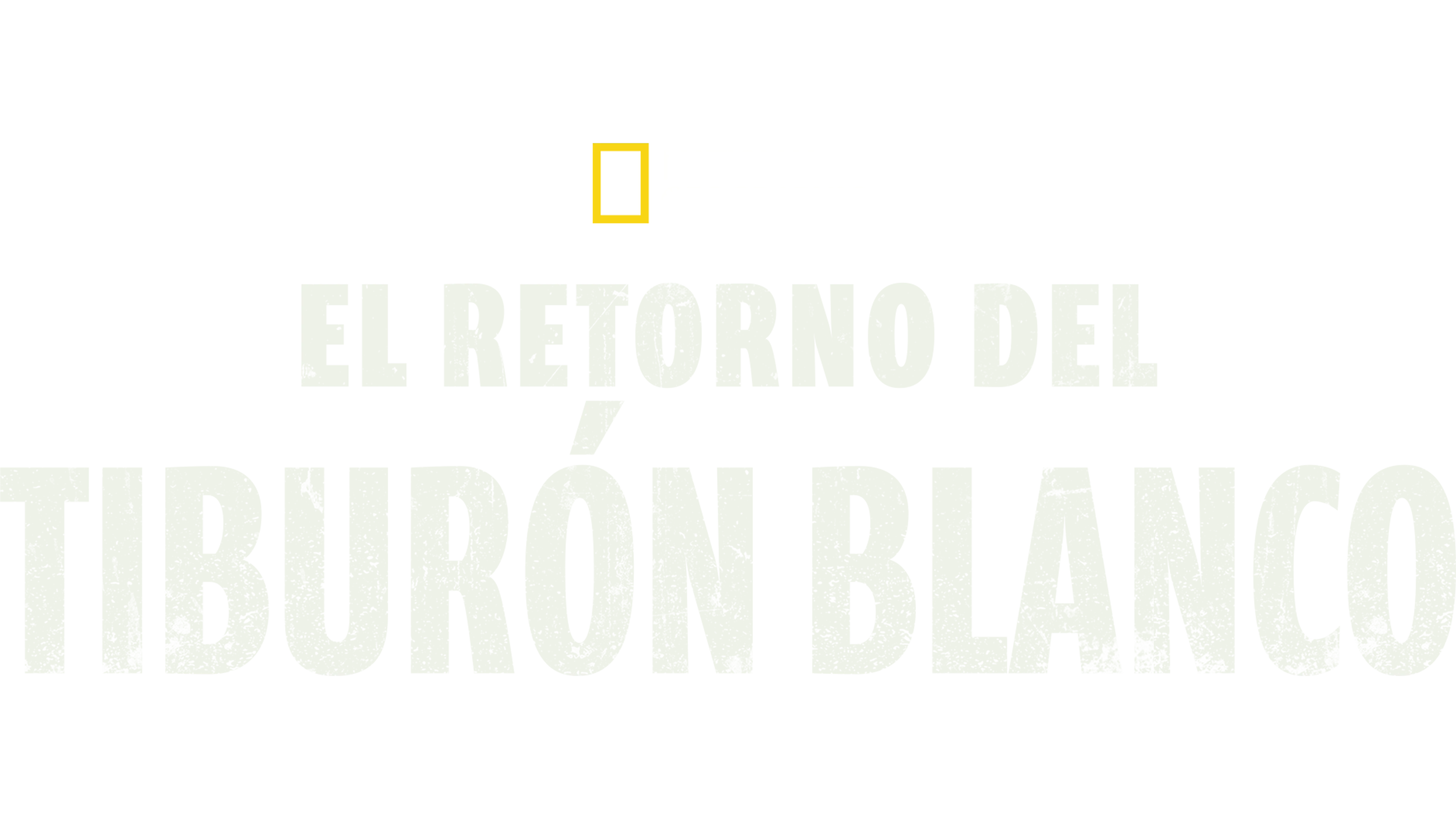 Return of the White Shark