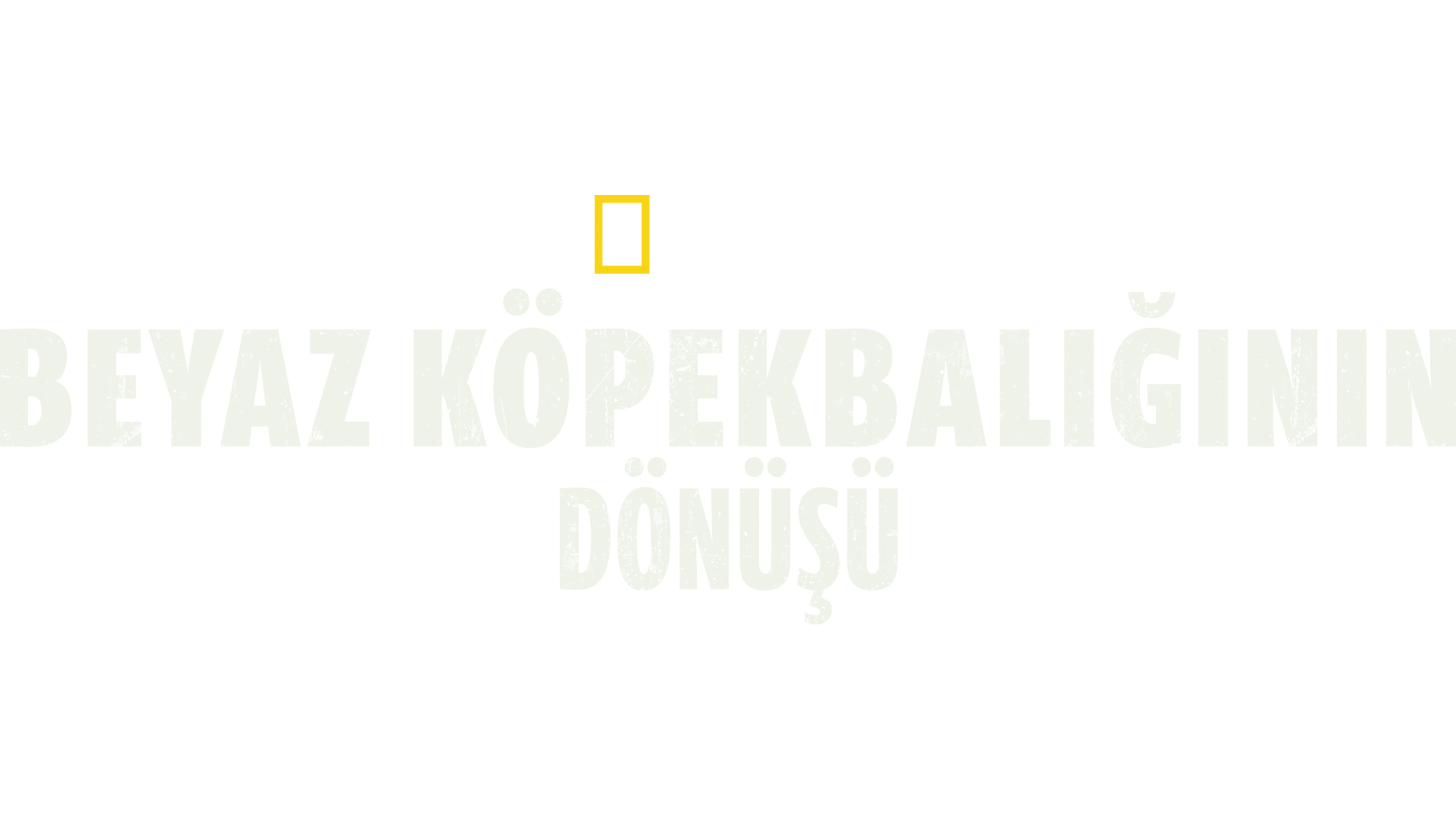 Büyük Beyaz Köpekbalığının Dönüşü