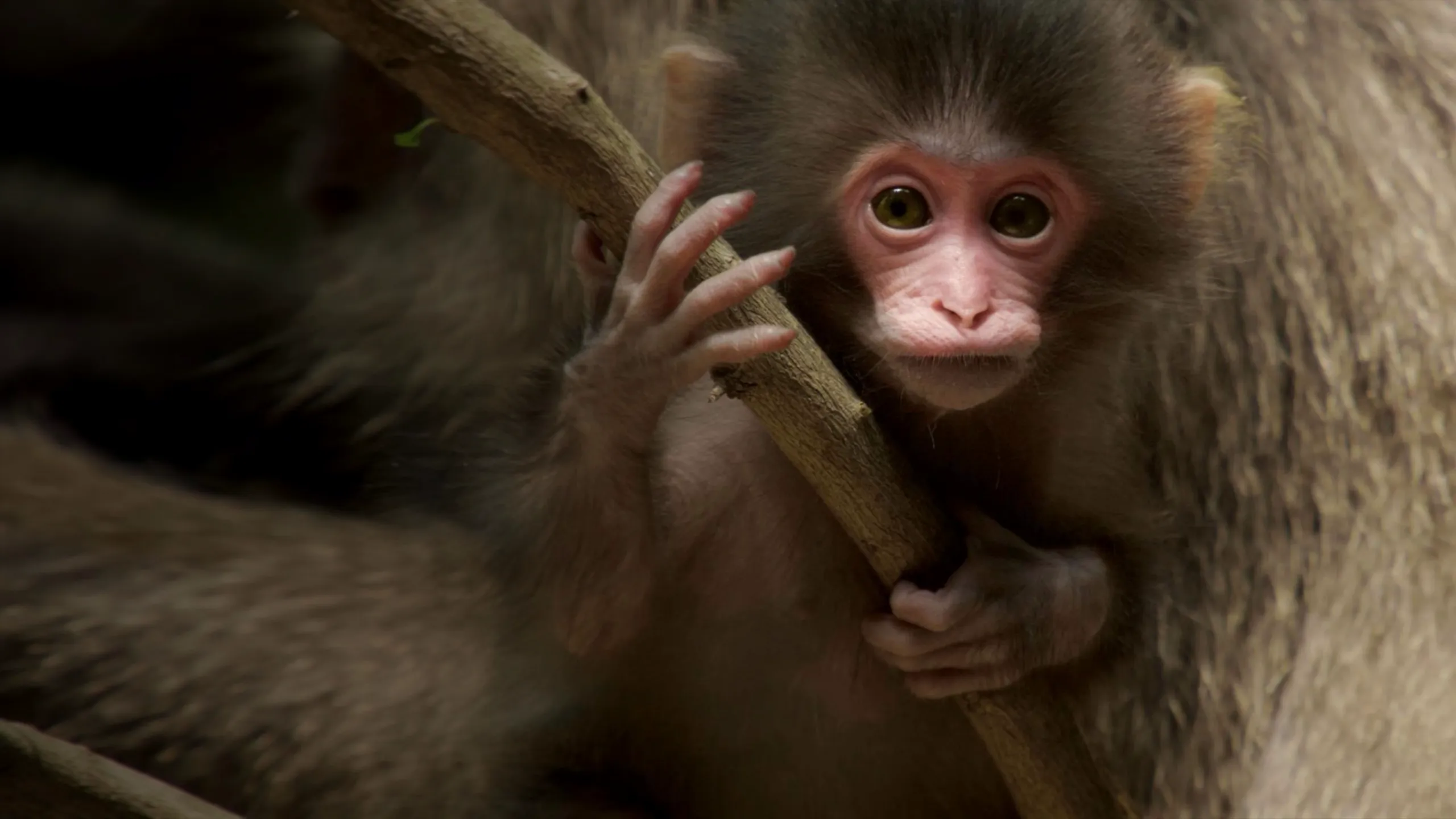 When Nature Calls with Helen Mirren