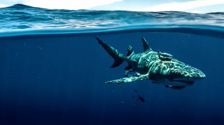 Superkräfte der Haie