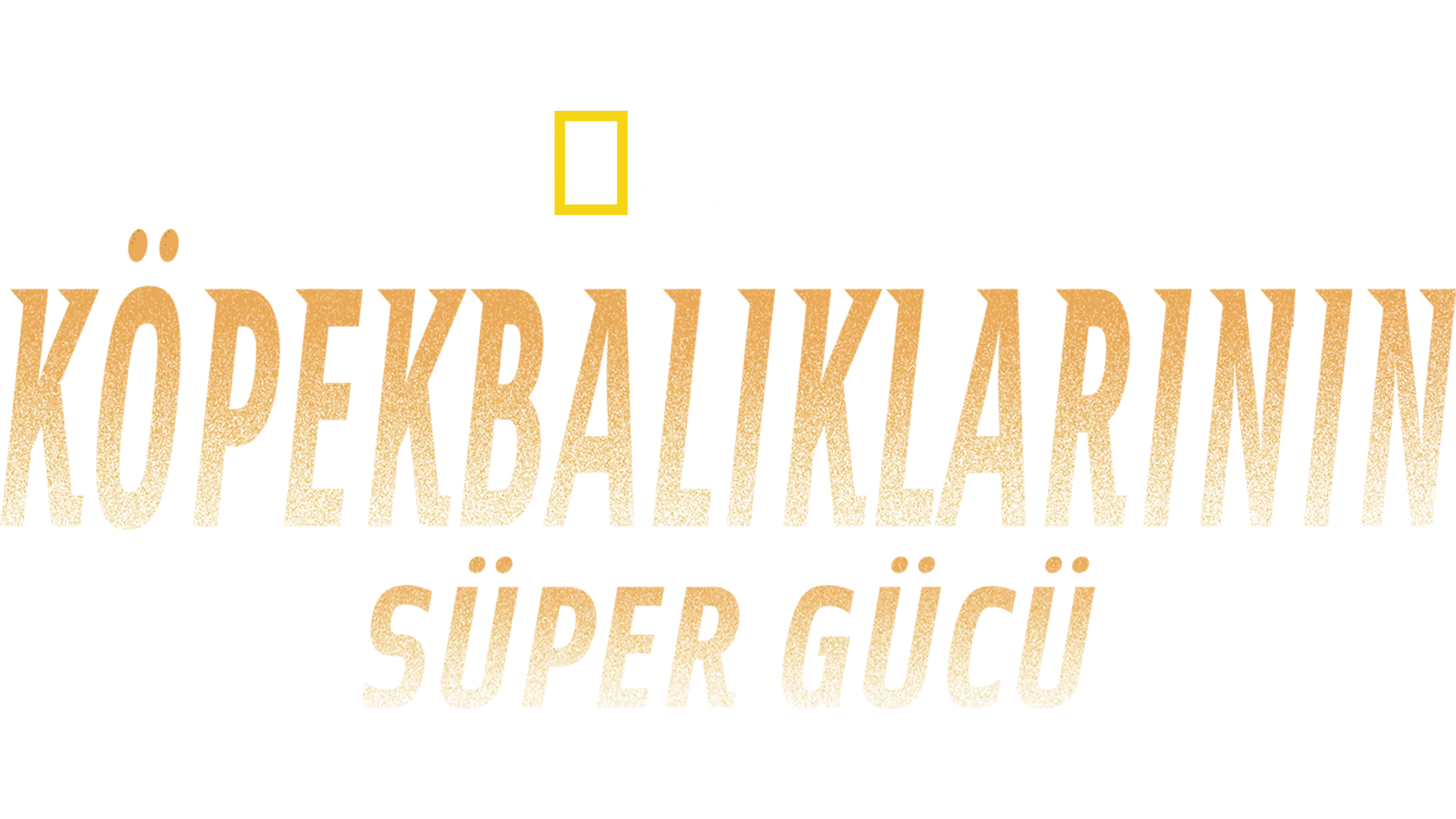 Köpekbalıklarının Süper Gücü