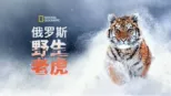 thumbnail - 俄罗斯野生老虎
