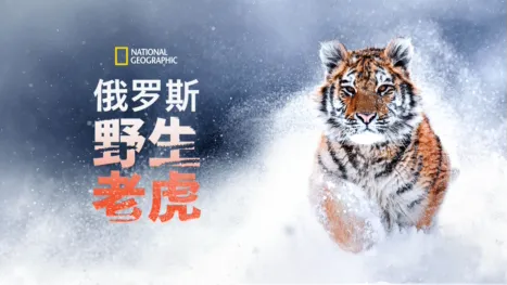 thumbnail - 俄罗斯野生老虎