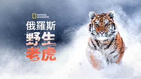 thumbnail - 俄羅斯野生老虎
