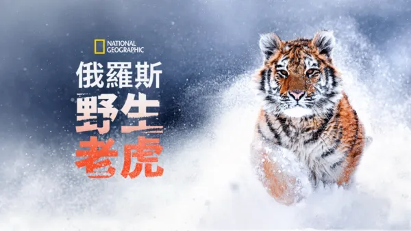 thumbnail - 俄羅斯野生老虎