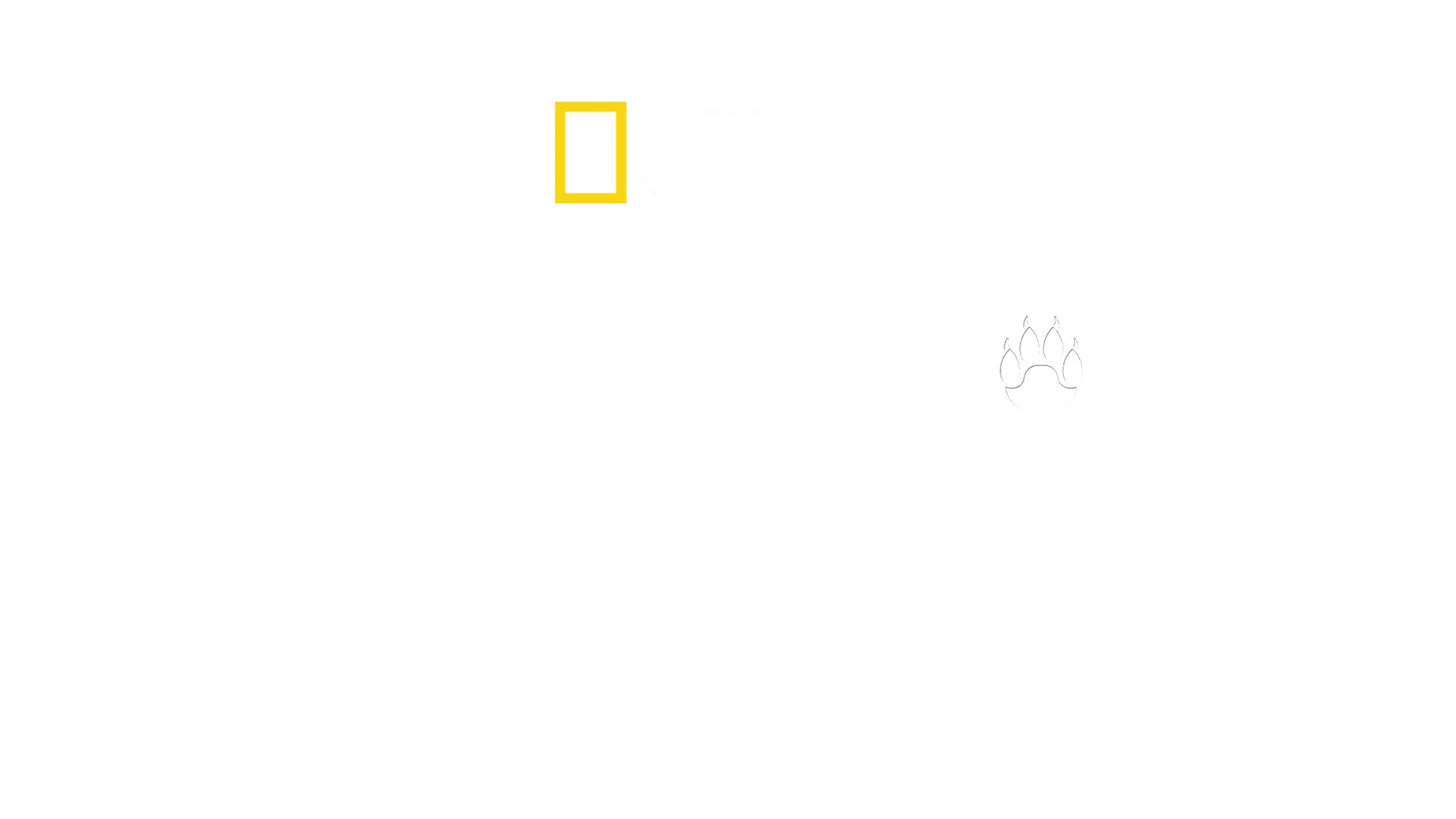 Man Among Cheetahs