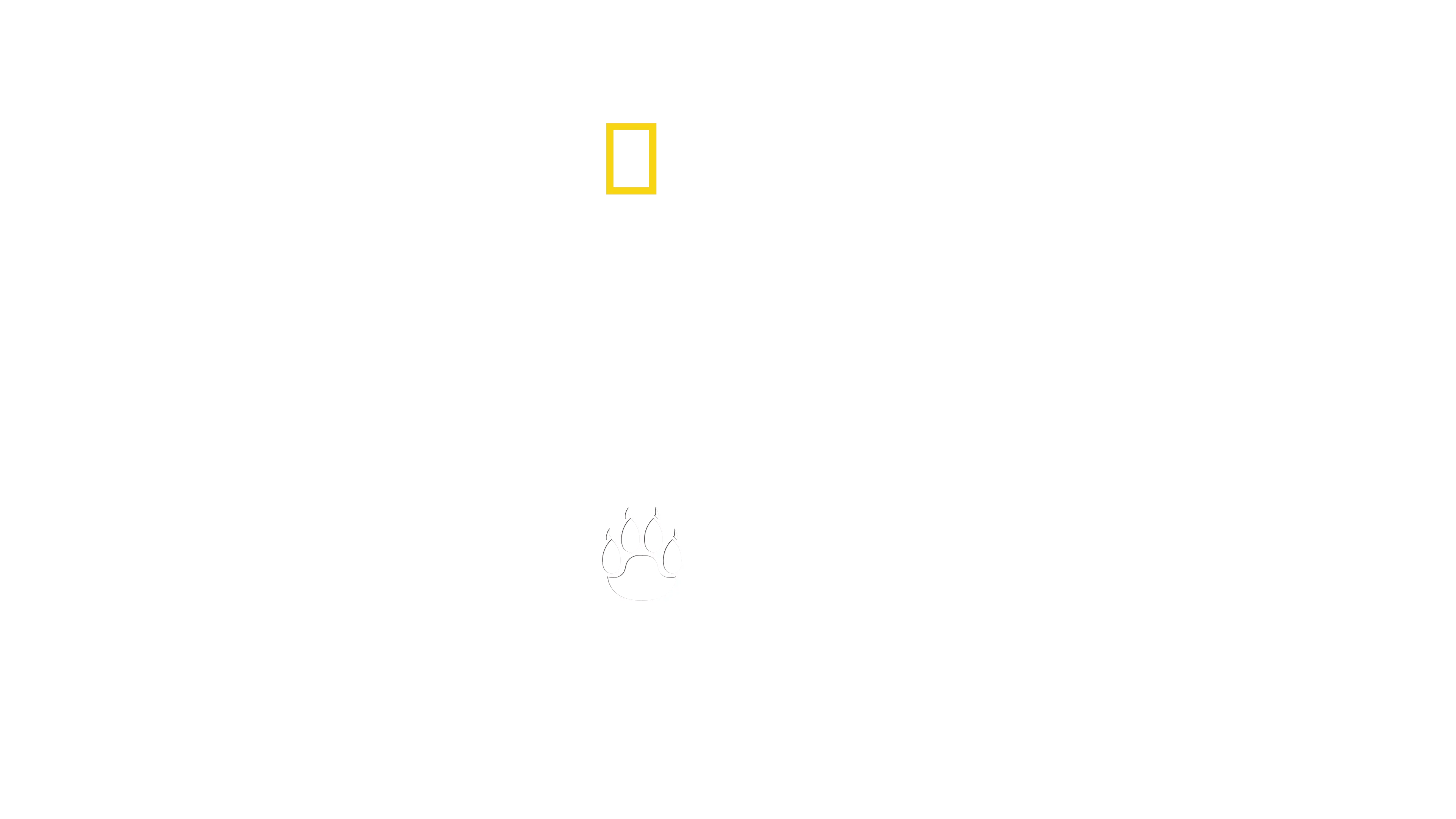 Au milieu des guépards