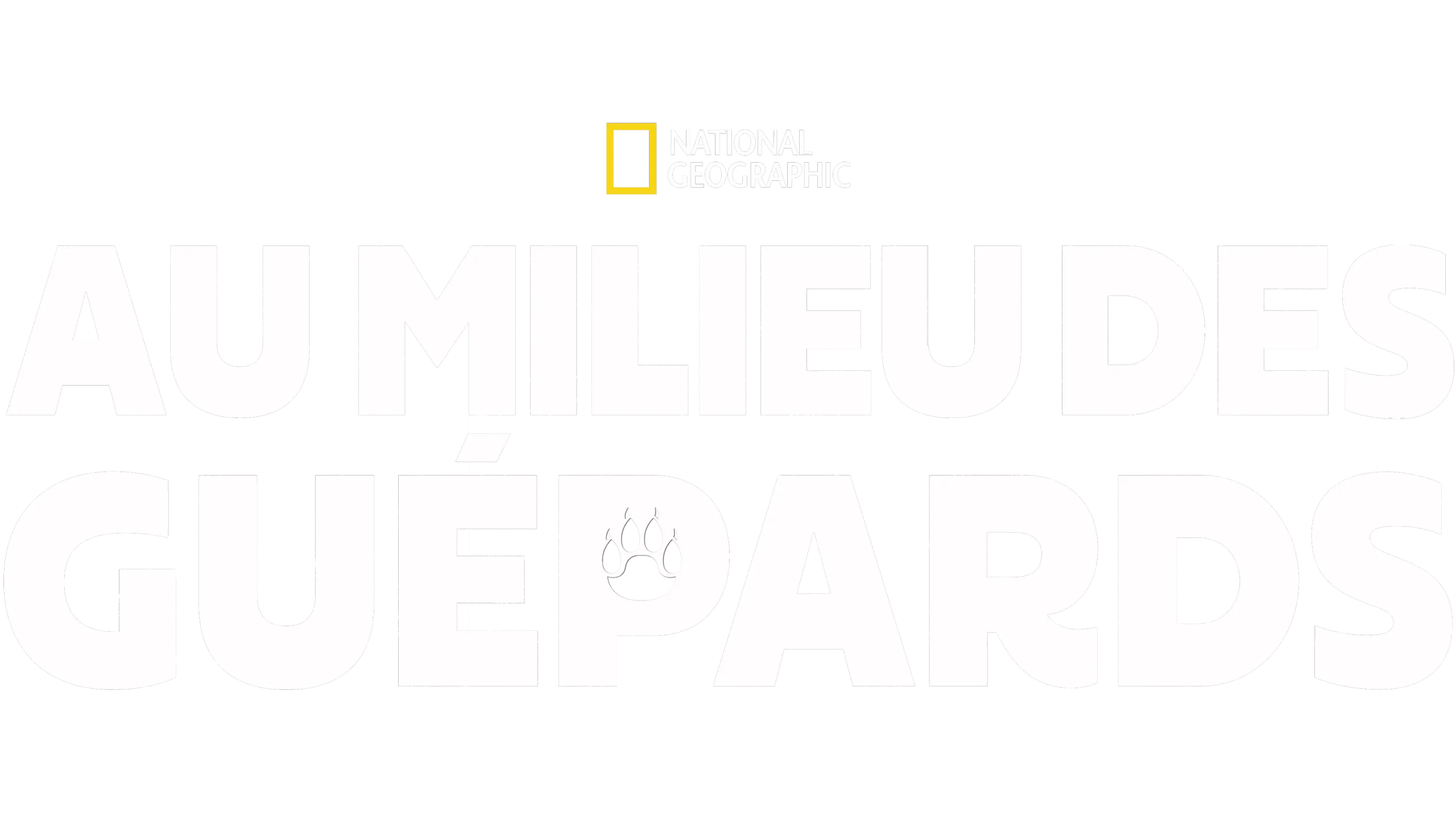 Au milieu des guépards