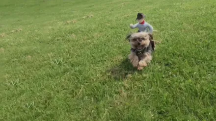 Howie Mandel's Animals Doing Things