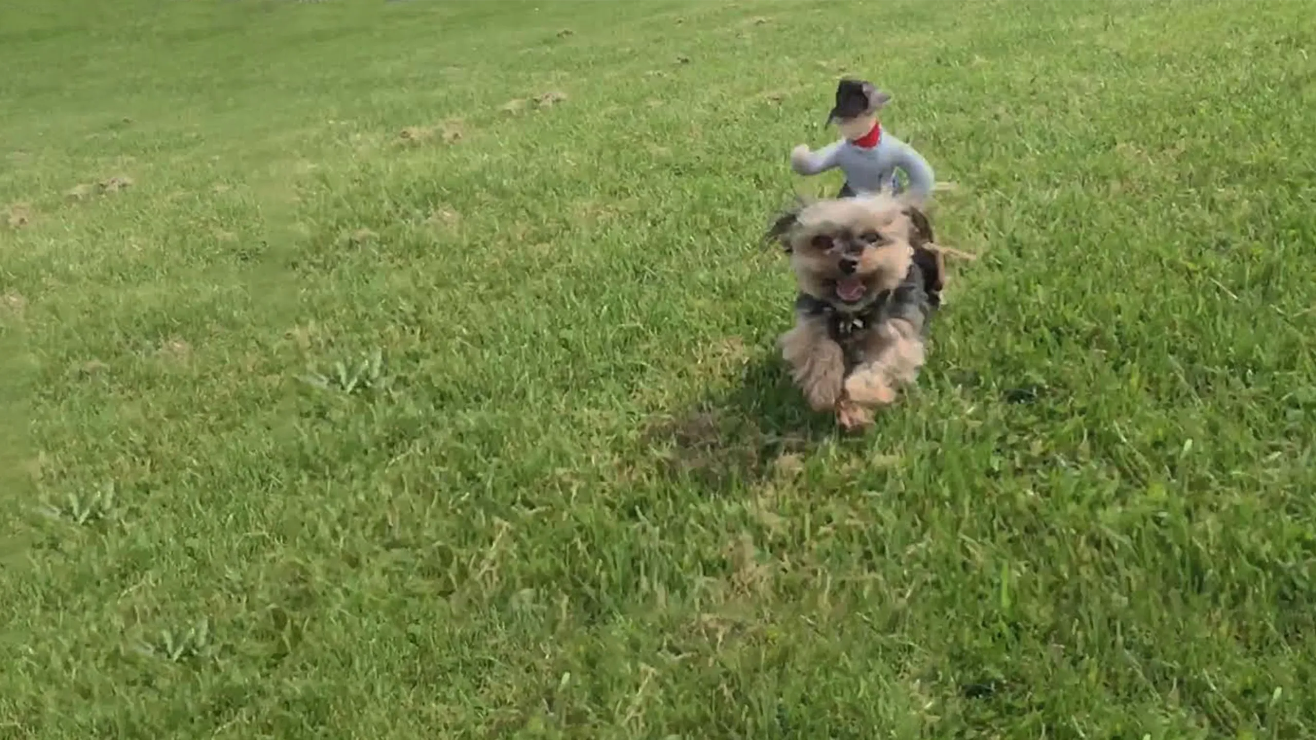 Howie Mandel's Animals Doing Things